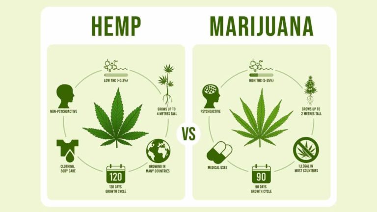hemp_vs_marijuana